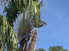 Ravenala madagascariensis