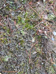 Peltigera lepidophora