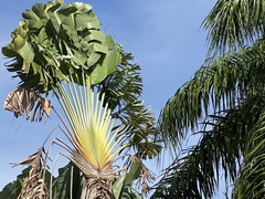 Ravenala madagascariensis
