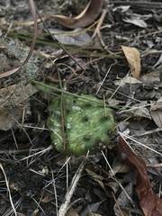 Opuntia mesacantha