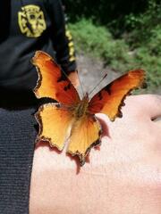 Polygonia haroldii