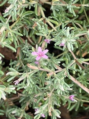 Frankenia salina