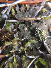 Peltigera lepidophora