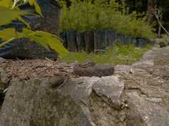 Crotalus triseriatus