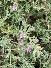 Frankenia salina