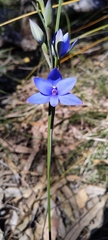 Thelymitra crinita
