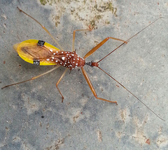 Reduviidae