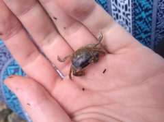Hemigrapsus crenulatus