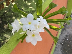Plumeria pudica