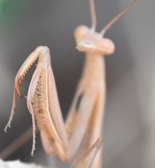 Mantis