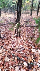 Borodinia canadensis