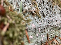 Icmadophila ericetorum