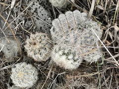 Echinocereus reichenbachii caespitosus