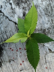 Maclura tinctoria