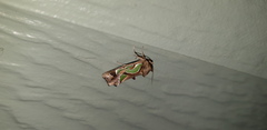 Cosmodes elegans
