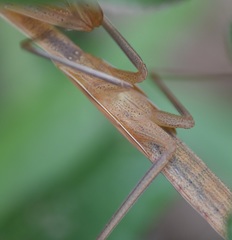 Mantis