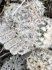 Echinocereus reichenbachii caespitosus