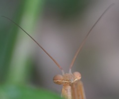 Mantis