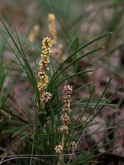 Lomandra glauca