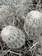 Echinocereus reichenbachii caespitosus