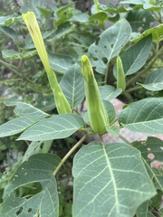 Datura wrightii