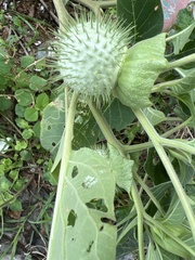 Datura wrightii