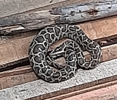 Python bivittatus