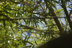 Pycnonotus conradi