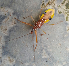 Reduviidae