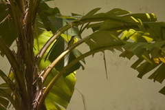 Arachnothera longirostra