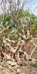 Opuntia alta
