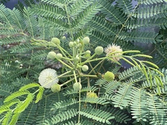Leucaena