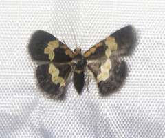 Peratophyga flavomaculata