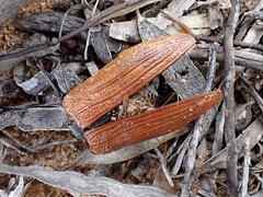 Temognatha