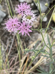 Palafoxia