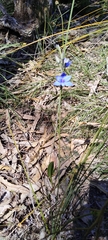 Thelymitra crinita