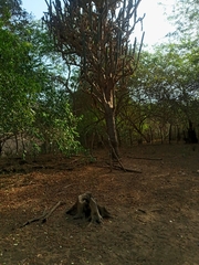 Armatocereus cartwrightianus