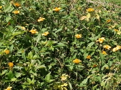 Sclerocarpus divaricatus