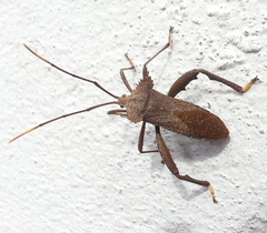 Ochrochira