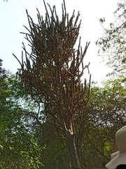 Armatocereus cartwrightianus