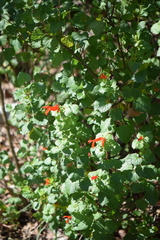 Salvia regla