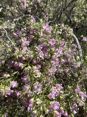 Eremophila sturtii