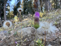 Cirsium andersonii
