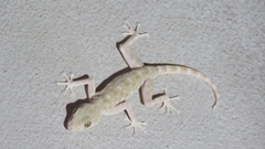 Ptyodactylus guttatus