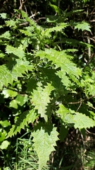 Urtica ferox