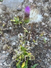 Cirsium andersonii