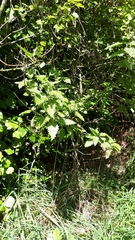 Urtica ferox