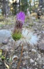 Cirsium andersonii