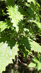 Urtica ferox