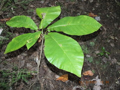 Magnolia macrophylla